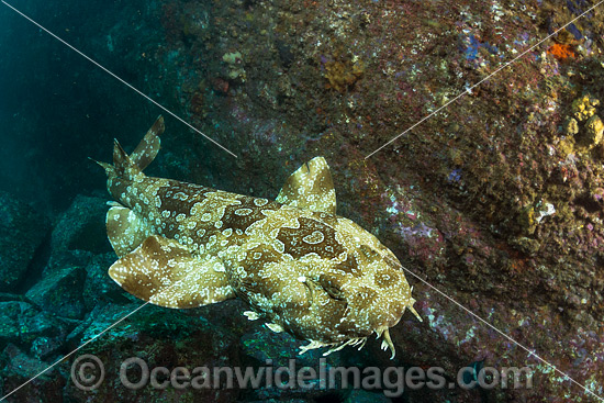 Spotted Wobbegong Shark (Orectolobus maculatus), swimming in mid water. Found in the eastern Indian Ocean from Western Australia to southern Queensland, Australia. Photo was taken at Solitary Islands, Coffs Harbour, New South Wales, Australia. Photo - Gary Bell Spotted Wobbegong Shark (Orectolobus maculatus), swimming in mid water. Found in the eastern Indian Ocean from Western Australia to southern Queensland, Australia. Photo was taken at Solitary Islands, Coffs Harbour, New South Wales, Australia. Photo - Gary Bell
