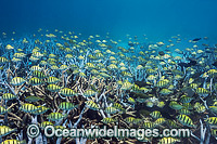 Convict Surgeonfish Ningaloo Reef Photo - Hayley Versace