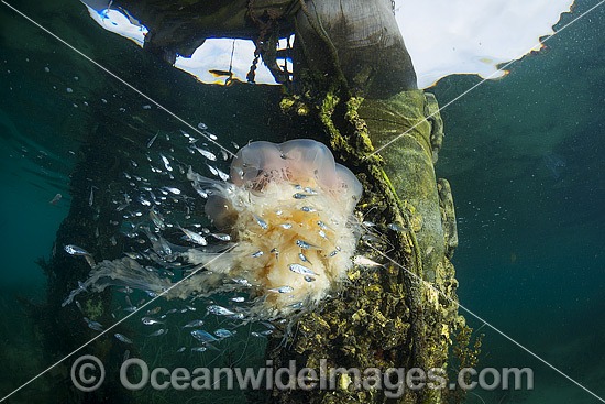 Lions Mane Jellyfish with pelagic fish photo