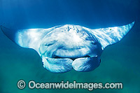 Reef Manta Ray Manta alfredi Photo - Hayley Versace