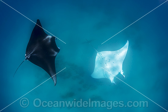 Reef Manta Ray (Manta alfredi). Also known as Devilfish and Devilray. Western Australia. Found throughout the Indo-Pacific in tropical and subtropical waters, but also recorded in the tropical east Atlantic. Classified as Vulnerable on the IUCN Red List. Photo - Hayley Versace