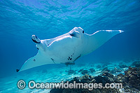 Reef Manta Ray Manta alfredi Photo - Hayley Versace