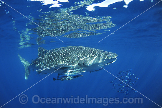 Whale Shark (Rhincodon typus). Found throughout the world in all tropical and warm-temperate seas. Photo taken at Ningaloo Reef, WA, Australia. Classified Vulnerable on the IUCN Red List. Photo - Hayley Versace Whale Shark (Rhincodon typus). Found throughout the world in all tropical and warm-temperate seas. Photo taken at Ningaloo Reef, WA, Australia. Classified Vulnerable on the IUCN Red List. Photo - Hayley Versace