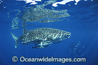 Whale Shark Ningaloo Reef Photo - Hayley Versace