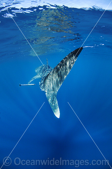 Whale Shark (Rhincodon typus). Found throughout the world in all tropical and warm-temperate seas. Photo taken at Ningaloo Reef, WA, Australia. Classified Vulnerable on the IUCN Red List. Photo - Hayley Versace Whale Shark (Rhincodon typus). Found throughout the world in all tropical and warm-temperate seas. Photo taken at Ningaloo Reef, WA, Australia. Classified Vulnerable on the IUCN Red List. Photo - Hayley Versace
