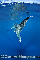 Whale Shark Ningaloo Reef Photo - Hayley Versace