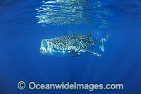 Whale Shark Ningaloo Reef Photo - Hayley Versace