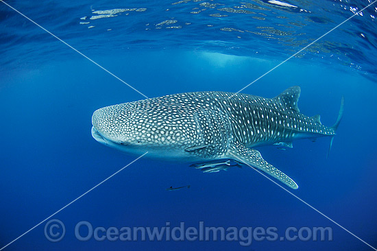 Whale Shark (Rhincodon typus). Found throughout the world in all tropical and warm-temperate seas. Photo taken at Ningaloo Reef, WA, Australia. Classified Vulnerable on the IUCN Red List. Photo - Hayley Versace Whale Shark (Rhincodon typus). Found throughout the world in all tropical and warm-temperate seas. Photo taken at Ningaloo Reef, WA, Australia. Classified Vulnerable on the IUCN Red List. Photo - Hayley Versace