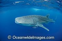 Whale Shark Ningaloo Reef Photo - Hayley Versace