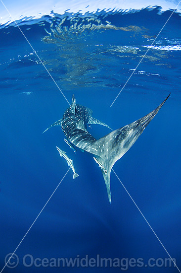 Whale Shark (Rhincodon typus). Found throughout the world in all tropical and warm-temperate seas. Photo taken at Ningaloo Reef, WA, Australia. Classified Vulnerable on the IUCN Red List. Photo - Hayley Versace Whale Shark (Rhincodon typus). Found throughout the world in all tropical and warm-temperate seas. Photo taken at Ningaloo Reef, WA, Australia. Classified Vulnerable on the IUCN Red List. Photo - Hayley Versace
