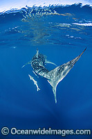 Whale Shark Ningaloo Reef Photo - Hayley Versace