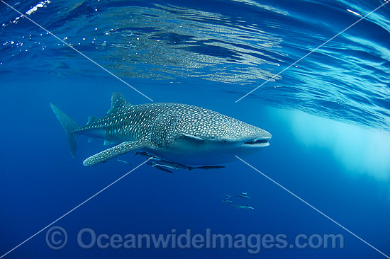 Whale Shark (Rhincodon typus). Found throughout the world in all tropical and warm-temperate seas. Photo taken at Ningaloo Reef, WA, Australia. Classified Vulnerable on the IUCN Red List. Photo - Hayley Versace Whale Shark (Rhincodon typus). Found throughout the world in all tropical and warm-temperate seas. Photo taken at Ningaloo Reef, WA, Australia. Classified Vulnerable on the IUCN Red List. Photo - Hayley Versace