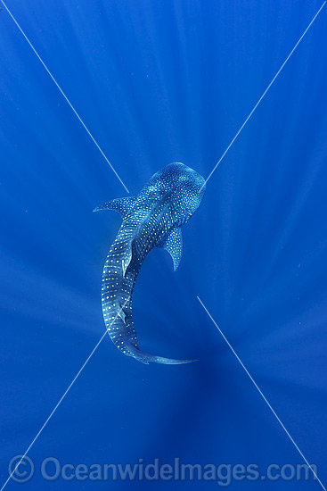 Whale Shark (Rhincodon typus). Found throughout the world in all tropical and warm-temperate seas. Photo taken at Ningaloo Reef, WA, Australia. Classified Vulnerable on the IUCN Red List. Photo - Hayley Versace Whale Shark (Rhincodon typus). Found throughout the world in all tropical and warm-temperate seas. Photo taken at Ningaloo Reef, WA, Australia. Classified Vulnerable on the IUCN Red List. Photo - Hayley Versace