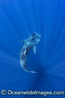 Whale Shark Ningaloo Reef Photo - Hayley Versace