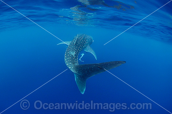 Whale Shark (Rhincodon typus). Found throughout the world in all tropical and warm-temperate seas. Photo taken at Ningaloo Reef, WA, Australia. Classified Vulnerable on the IUCN Red List. Photo - Hayley Versace Whale Shark (Rhincodon typus). Found throughout the world in all tropical and warm-temperate seas. Photo taken at Ningaloo Reef, WA, Australia. Classified Vulnerable on the IUCN Red List. Photo - Hayley Versace