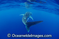 Whale Shark Ningaloo Reef Photo - Hayley Versace