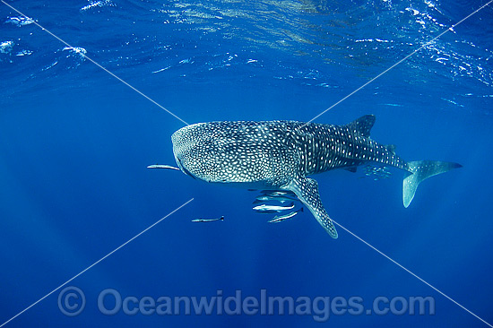 Whale Shark (Rhincodon typus). Found throughout the world in all tropical and warm-temperate seas. Photo taken at Ningaloo Reef, WA, Australia. Classified Vulnerable on the IUCN Red List. Photo - Hayley Versace Whale Shark (Rhincodon typus). Found throughout the world in all tropical and warm-temperate seas. Photo taken at Ningaloo Reef, WA, Australia. Classified Vulnerable on the IUCN Red List. Photo - Hayley Versace