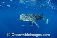 Whale Shark Ningaloo Reef Photo - Hayley Versace