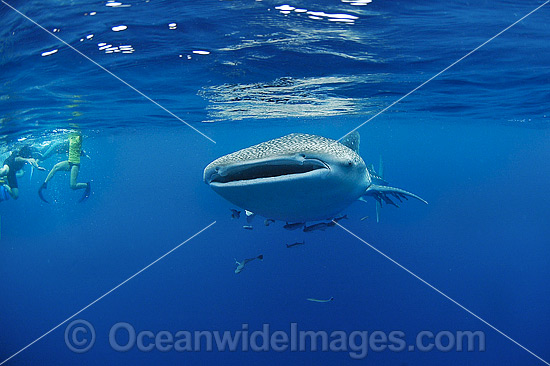 Snorkel Divers Whale Shark (Rhincodon typus). Found throughout the world in all tropical and warm-temperate seas. Photo taken at Ningaloo Reef, WA, Australia. Classified Vulnerable on the IUCN Red List. Photo - Hayley Versace Snorkel Divers Whale Shark (Rhincodon typus). Found throughout the world in all tropical and warm-temperate seas. Photo taken at Ningaloo Reef, WA, Australia. Classified Vulnerable on the IUCN Red List. Photo - Hayley Versace