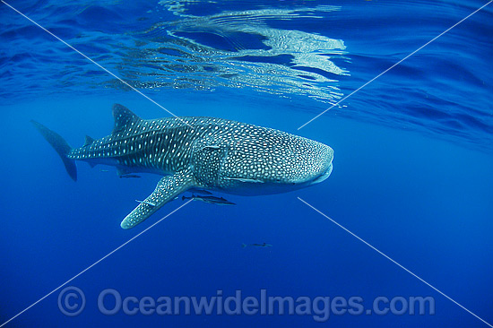 Whale Shark (Rhincodon typus). Found throughout the world in all tropical and warm-temperate seas. Photo taken at Ningaloo Reef, WA, Australia. Classified Vulnerable on the IUCN Red List. Photo - Hayley Versace Whale Shark (Rhincodon typus). Found throughout the world in all tropical and warm-temperate seas. Photo taken at Ningaloo Reef, WA, Australia. Classified Vulnerable on the IUCN Red List. Photo - Hayley Versace