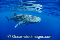 Whale Shark Ningaloo Reef Photo - Hayley Versace