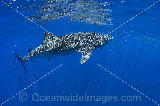 Whale Shark (Rhincodon typus). Found throughout the world in all tropical and warm-temperate seas. Photo taken at Ningaloo Reef, WA, Australia. Classified Vulnerable on the IUCN Red List. Photo - Hayley Versace Whale Shark (Rhincodon typus). Found throughout the world in all tropical and warm-temperate seas. Photo taken at Ningaloo Reef, WA, Australia. Classified Vulnerable on the IUCN Red List. Photo - Hayley Versace