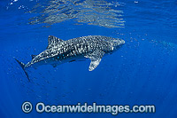 Whale Shark Ningaloo Reef Photo - Hayley Versace