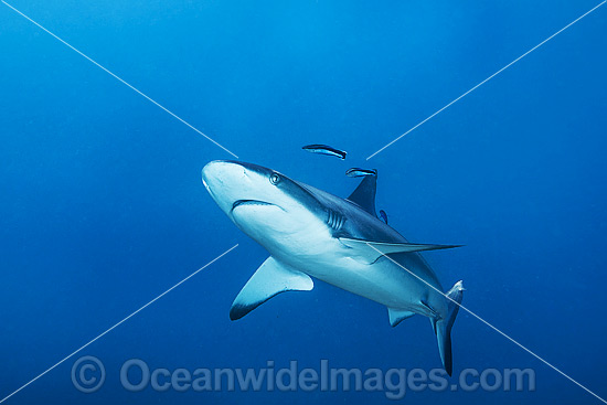 Grey Reef Shark Ningaloo Reef photo