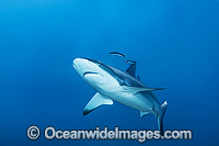 Grey Reef Shark Ningaloo Reef Photo - Hayley Versace