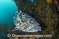 Small-toothed Cod at Navy Pier Exmouth Photo - Hayley Versace