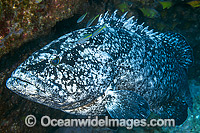 Black Cod Solitary Islands Photo - Gary Bell