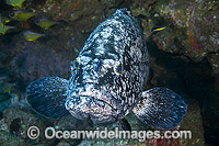 Black Cod Epinephelus daemelii Photo - Gary Bell