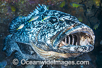 Black Cod showing gills Photo - Gary Bell