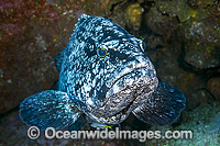 Black Cod Coffs Harbour Photo - Gary Bell