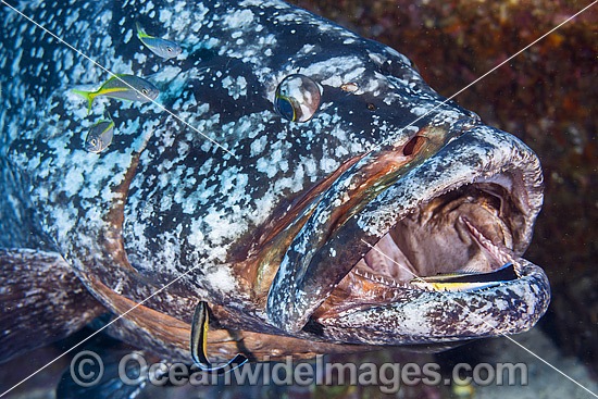 Black Cod cleaned by wrasse photo