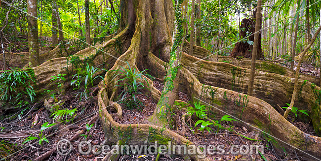 Blue Quandong Tree Roots photo