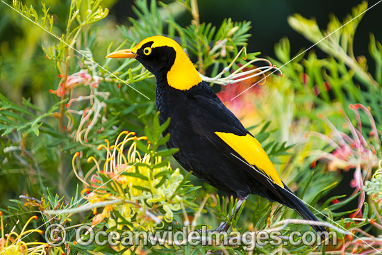 Regent Bowerbird male photo Regent Bowerbird male photo