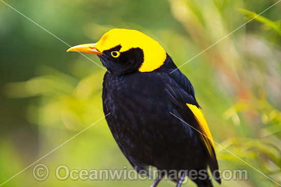 Regent Bowerbird male photo Regent Bowerbird male photo
