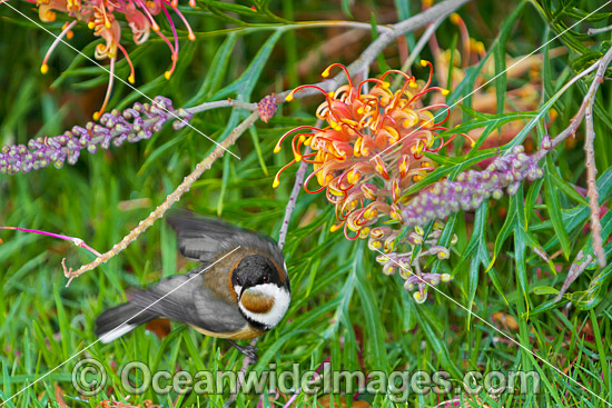 Lewin's Honeyeater (Meliphaga lewinii) - feeding on callistemon flower nectar. Found in rainforest, wet eucalypt forests, woodlands and heaths of far Eastern Australia. Lamington National Park, Queensland, Australia. Photo - Gary Bell Lewin's Honeyeater (Meliphaga lewinii) - feeding on callistemon flower nectar. Found in rainforest, wet eucalypt forests, woodlands and heaths of far Eastern Australia. Lamington National Park, Queensland, Australia. Photo - Gary Bell