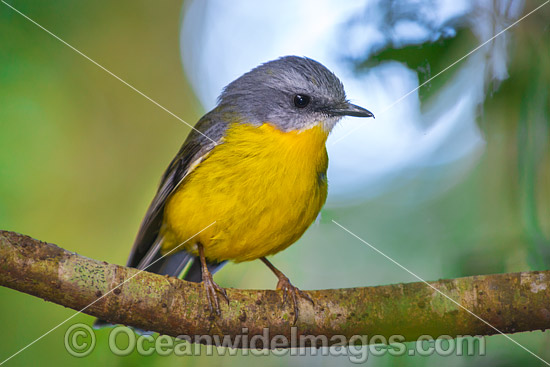 Eastern Yellow Robin photo