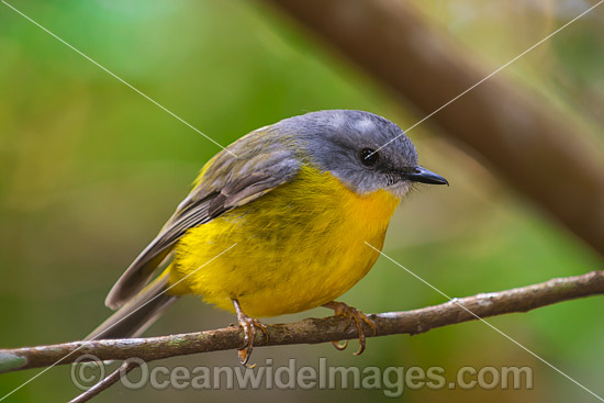 Eastern Yellow Robin (Eopsaltria australis). Found in a wide range of habitat from dry woodlands to rainforest of Eastern and South-eastern Australia. Photo taken at Lamington World Heritage National Park, Queensland, Australia. Photo - Gary Bell