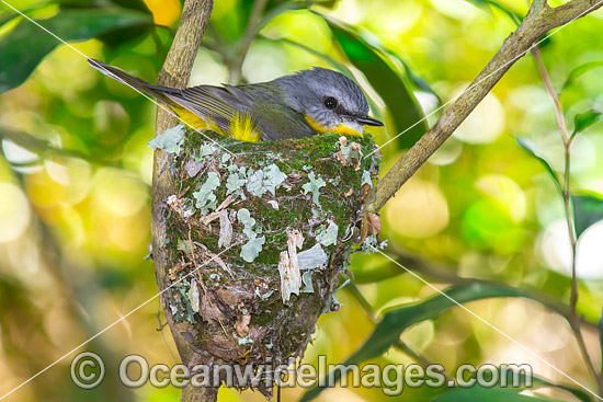 Eastern Yellow Robin (Eopsaltria australis) - parent bird in nest. Lamington Plateau, South-eastern Queensland. Found in a wide range of habitat from dry woodlands to rainforest of Eastern and South-eastern Australia. Photo - Gary Bell