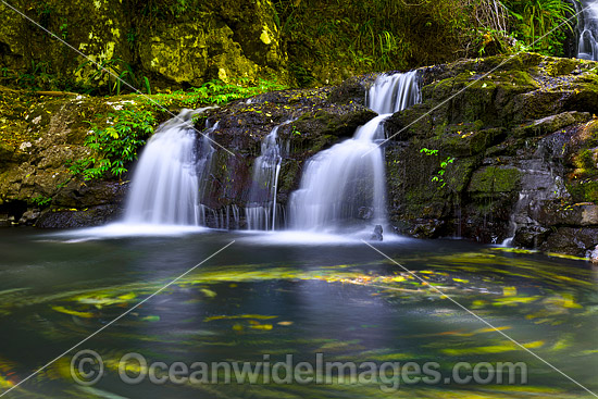 Swirling leaves floating in the water hole of Elabana Falls, situated in sub-tropical rainforest, Lamington World Heritage National Park, Queensland, Australia. Photo - Gary Bell Swirling leaves floating in the water hole of Elabana Falls, situated in sub-tropical rainforest, Lamington World Heritage National Park, Queensland, Australia. Photo - Gary Bell