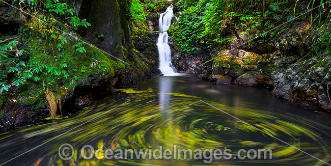 Swirling leaves floating in the water hole of Lower Toolona Falls, situated in sub-tropical rainforest, Lamington World Heritage National Park, Queensland, Australia. Photo - Gary Bell Swirling leaves floating in the water hole of Lower Toolona Falls, situated in sub-tropical rainforest, Lamington World Heritage National Park, Queensland, Australia. Photo - Gary Bell