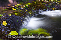 Lamington National Park Waterfall Photo - Gary Bell