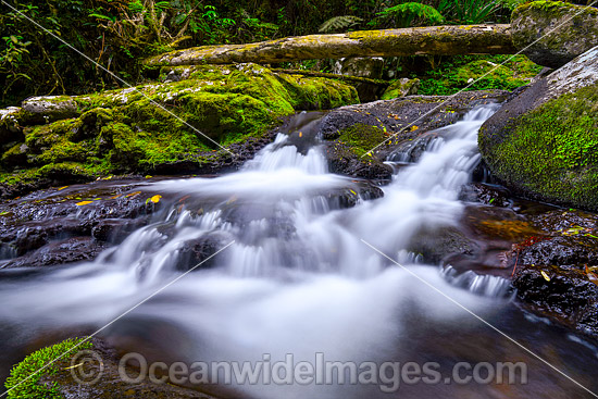 Lamington National Park Waterfall photo Lamington National Park Waterfall photo