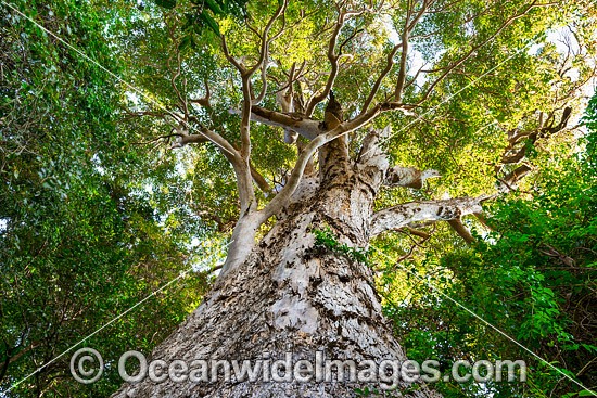 Giant Brush Box tree photo