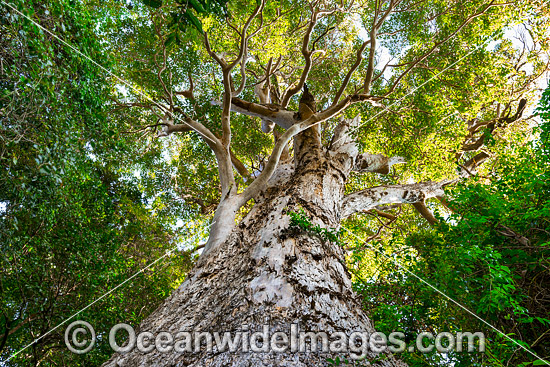 Giant Brush Box tree (Lophostemon confertus), situated in Lamington World Heritage National Park, Queensland, Australia. This huge tree is aged at around 1500 years old. Photo - Gary Bell Giant Brush Box tree (Lophostemon confertus), situated in Lamington World Heritage National Park, Queensland, Australia. This huge tree is aged at around 1500 years old. Photo - Gary Bell