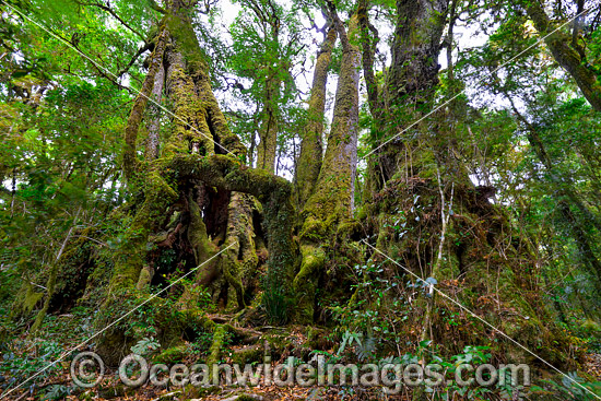 Spectacular clump of Antarctic Beech Trees (Nothofagus moorei) - situated in sub-tropical rainforest. Lamington World Heritage National Park, Queensland, Australia. Photo - Gary Bell Spectacular clump of Antarctic Beech Trees (Nothofagus moorei) - situated in sub-tropical rainforest. Lamington World Heritage National Park, Queensland, Australia. Photo - Gary Bell