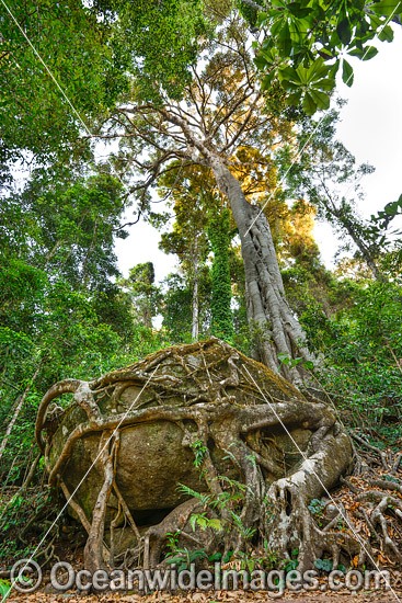 Strangler Fig Tree roots around boulder photo